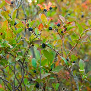 Huckleberry bush