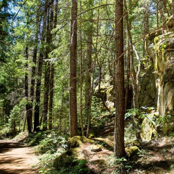 Sunlight filters through tall trees and casts shadows on a hiking trail in an Oregon forest