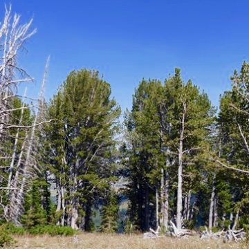 A grove of whitebark pine trees
