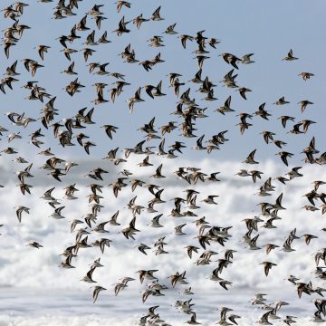 Flock of birds taking flight on Oregon Coast