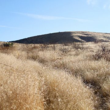 Yellow and dry invasive cheatgrass in a sagebrush steppe rangeland.