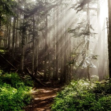 Sunlight filters through fog and trees in an Oregon forest