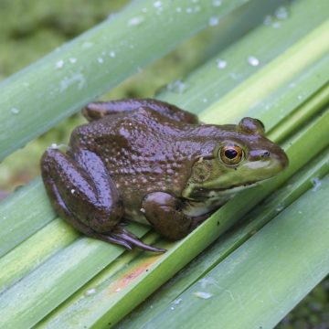 A large bullfrog sits on a a plant covered in water droplets.