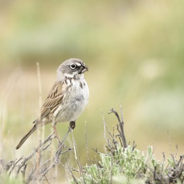 Grey and brown bird with white belly perches on plant with bug in mouth