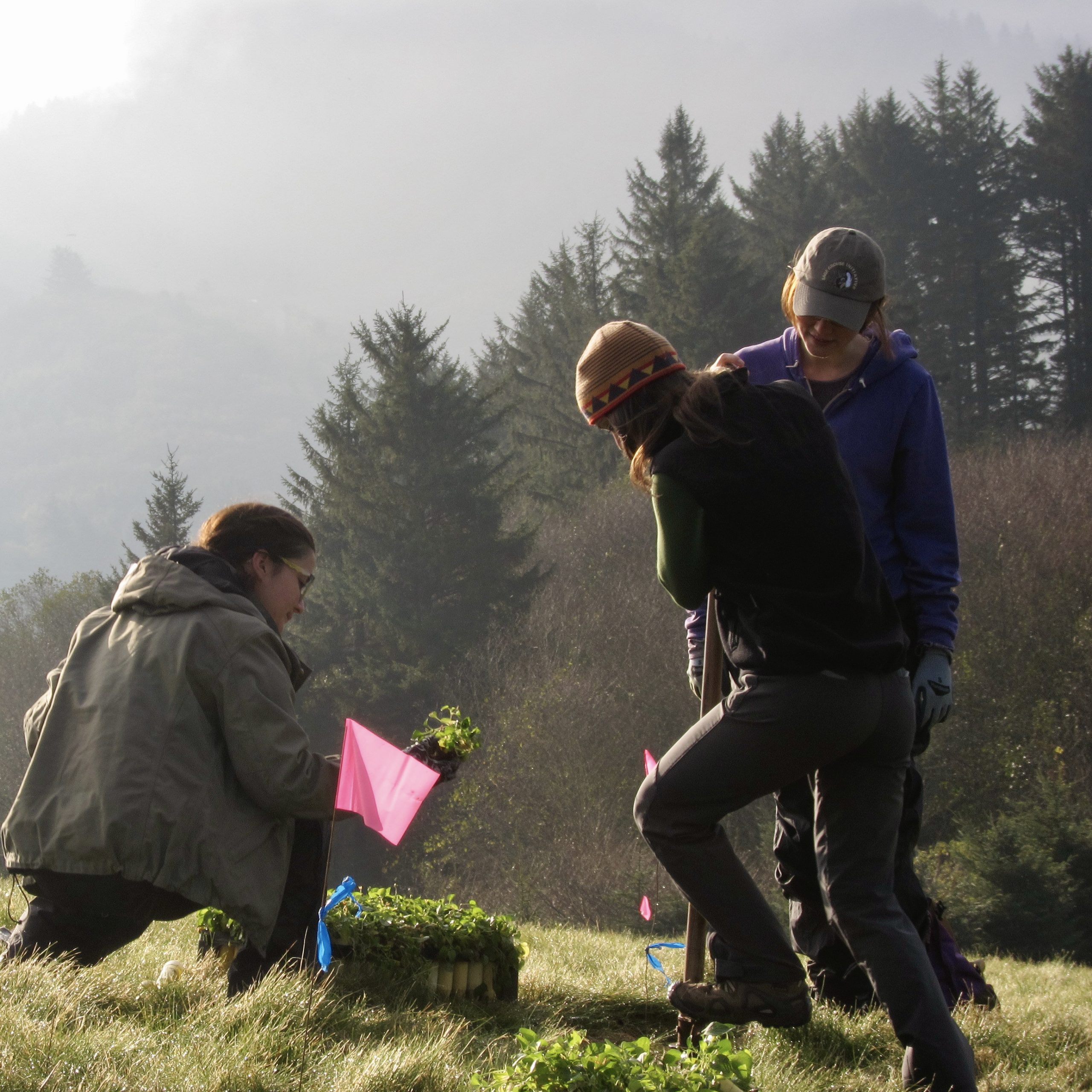 Three people work together to plan a small seedling.
