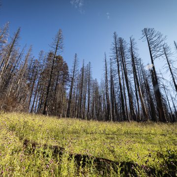 New vegetation grows in front of a stand of burned trees after wildfire.