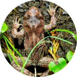 A close-up shot of a Rocky Mountain tailed frog