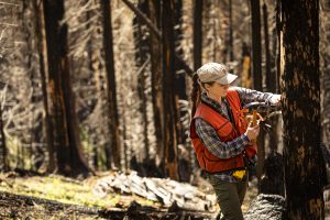 Researcher stands in burned forest and measures trunk of tree.