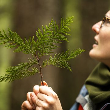 Student holds small tree branch while looking up into forest.