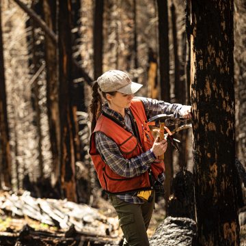 Researcher stands in burned forest and measures trunk of tree.