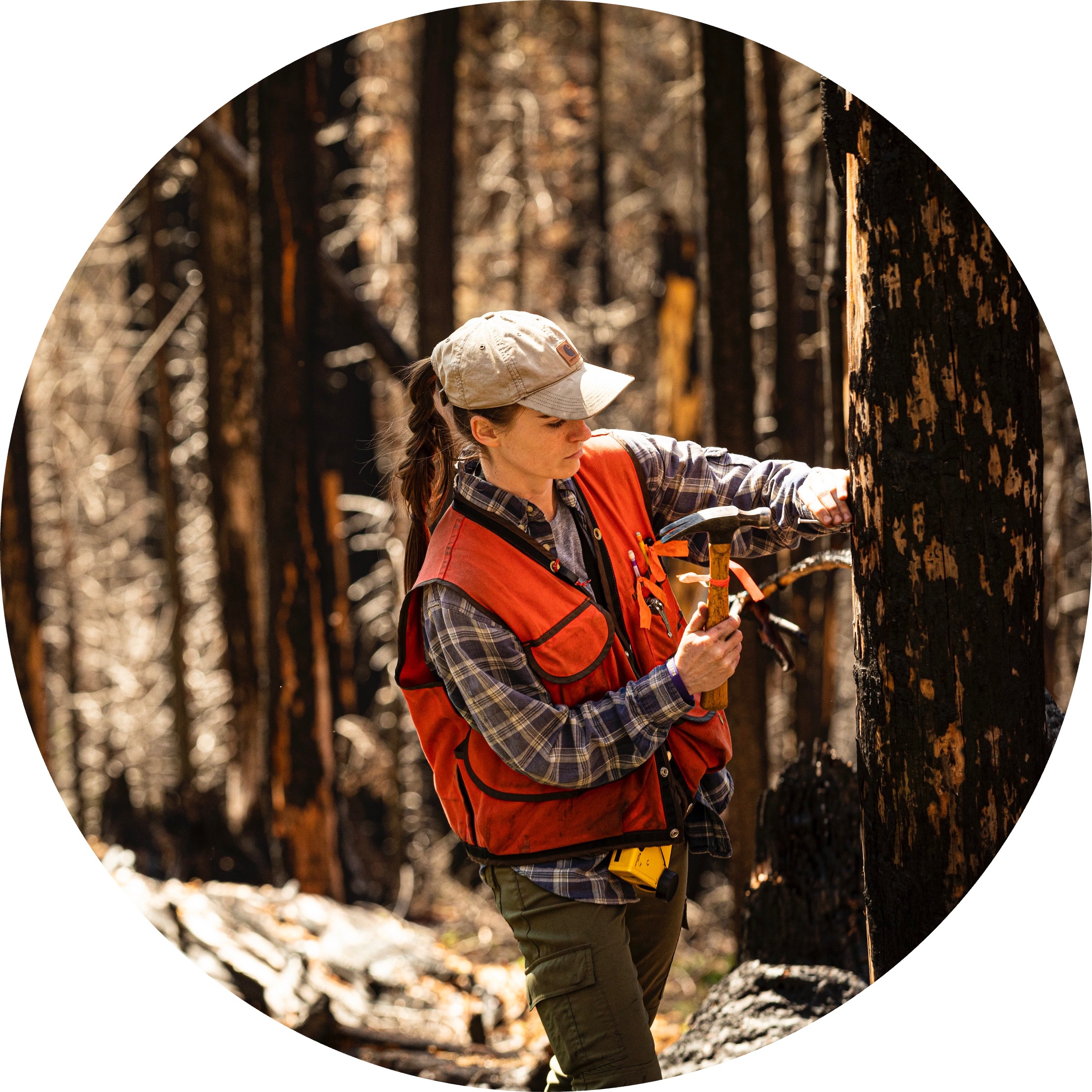 Researcher stands in burned forest and measures trunk of tree.