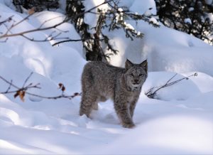 Lynx in snow faces the camera.