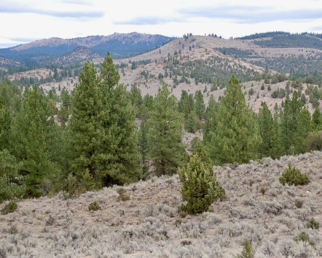 Juniper trees encroach on sagebrush ecosystem. 