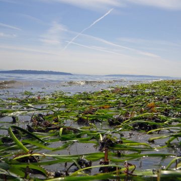 Eelgrass bed