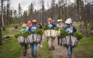 Crew of workers carry bags of tree seedlings to plant following a wildfire.
