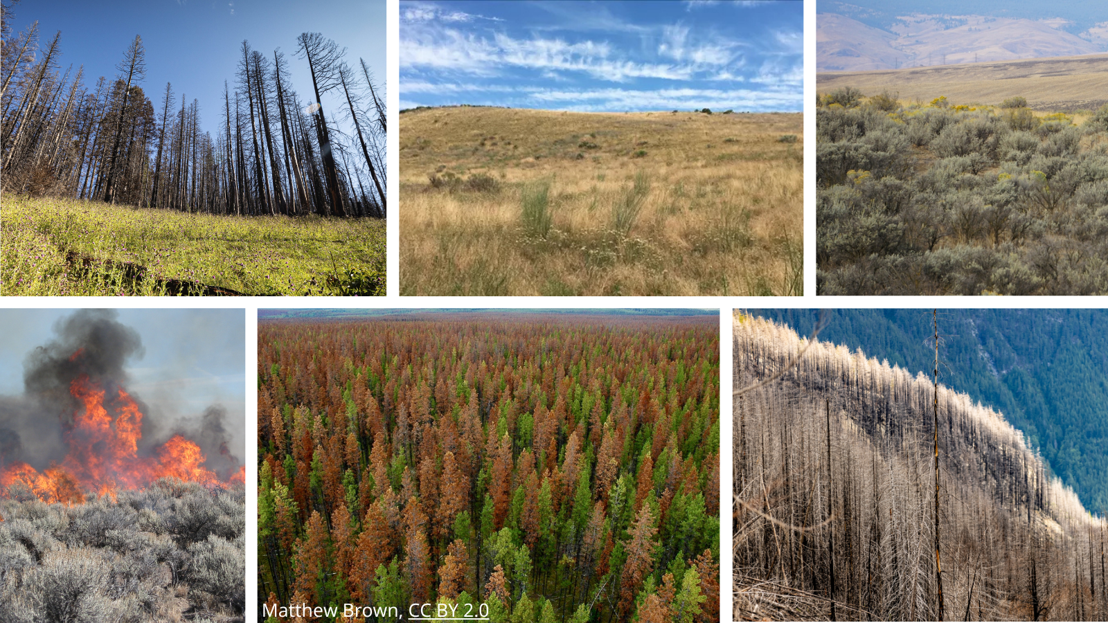 Photo collage of different vegetation types in the Northwest, including forests (post-fire & post-insect outbreak), grasslands and sagebrush.