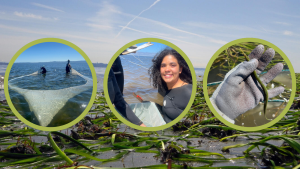 Eelgrass on beach at low tide with three circular photos overlaid on top. From left: two researchers drag seine net through shallow water as part of eelgrass research study, researcher in wetsuit smiles, hand holding pipefish found in eelgrass bed.