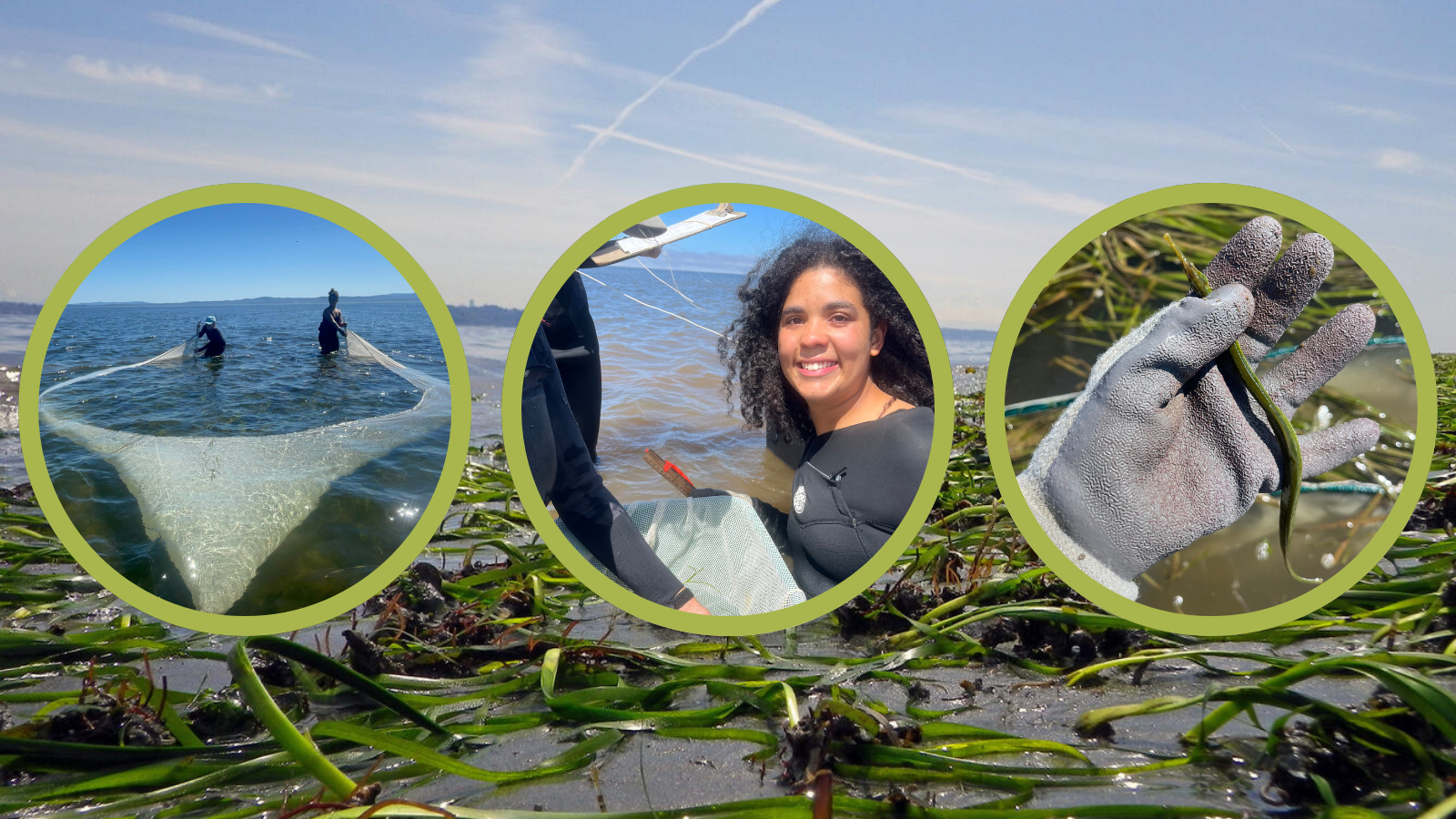 Eelgrass on beach at low tide with three circular photos overlaid on top. From left: two researchers drag seine net through shallow water as part of eelgrass research study, researcher in wetsuit smiles, hand holding pipefish found in eelgrass bed.