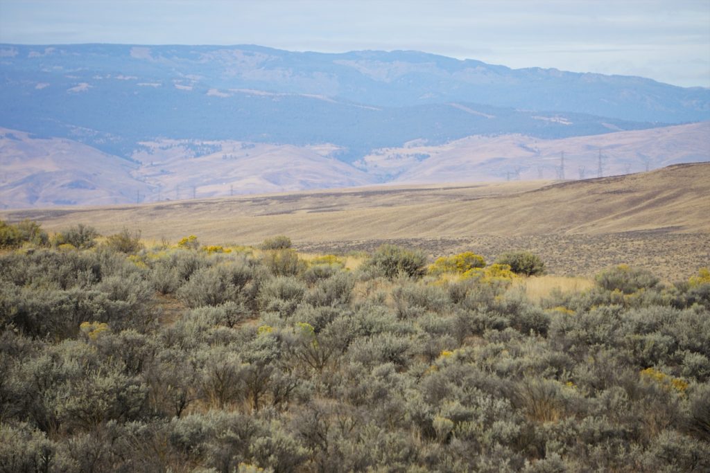 Field of sagebrush steppe with hills in the background.