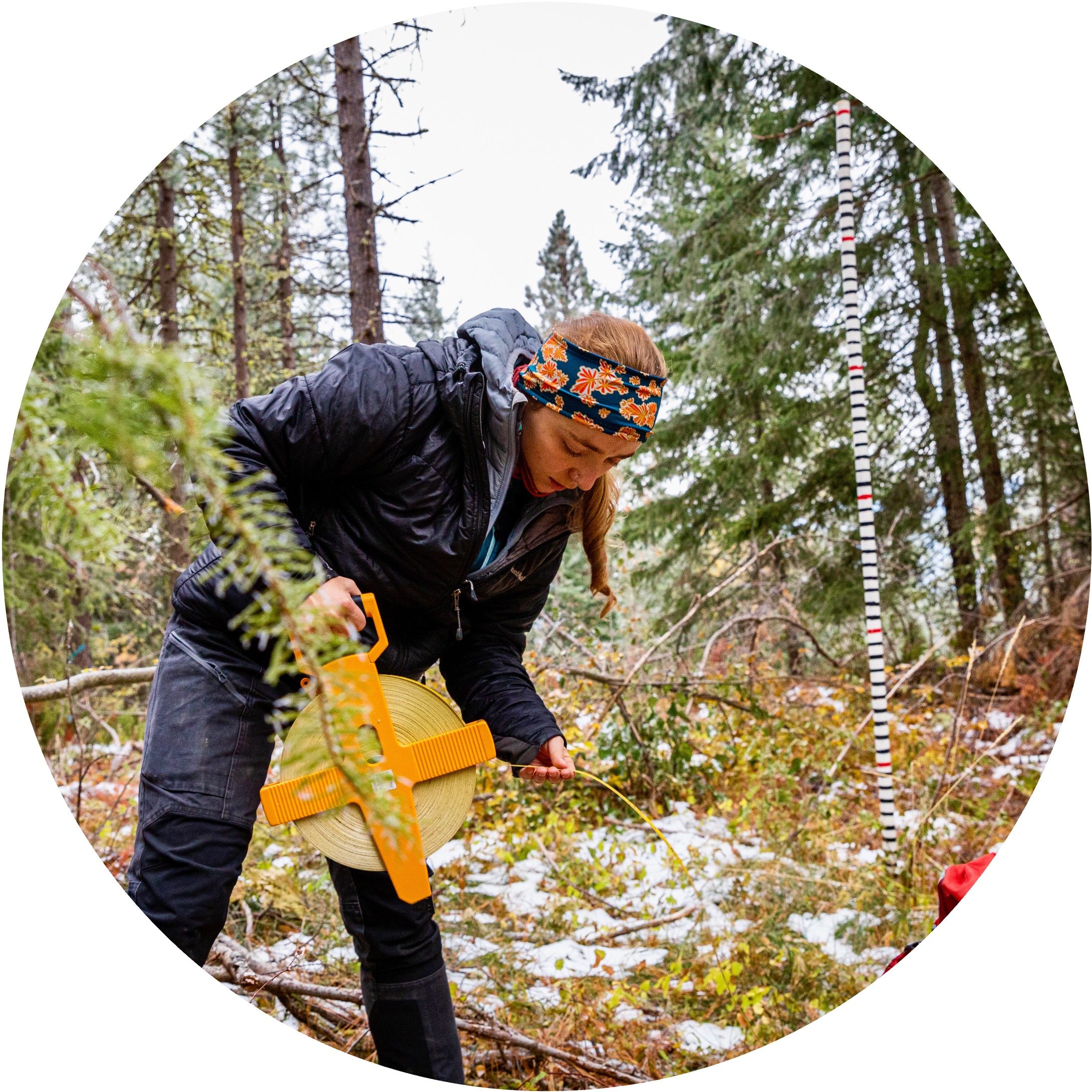 A researcher measures an area along the forest floor while setting up equipment to gauge the snow depth throughout the winter.