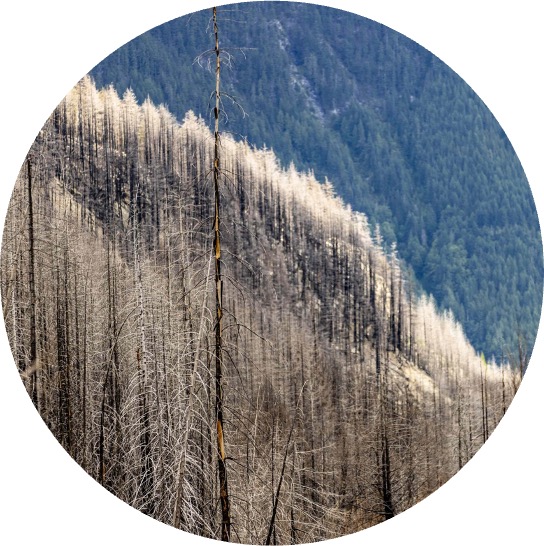 Burned conifer trees on a hillside with green, intact forest in the background.