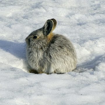A pygmy rabbit sits in the snow.