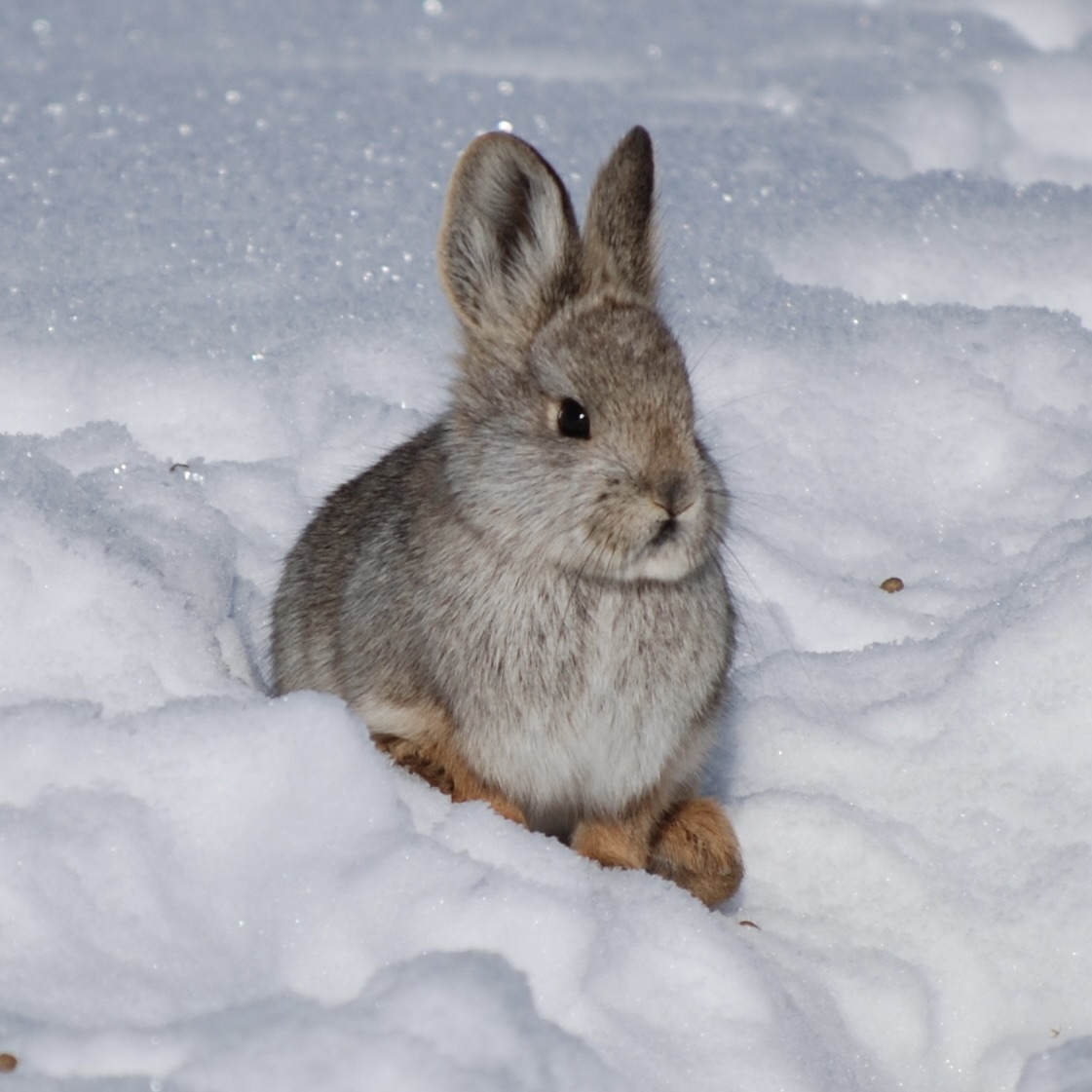 A pygmy rabbit sits in snow while facing the camera.