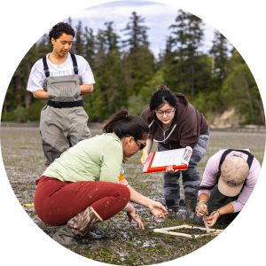 Four people kneel in the mud while conducting research on eelgrass in Padilla Bay, Washington.