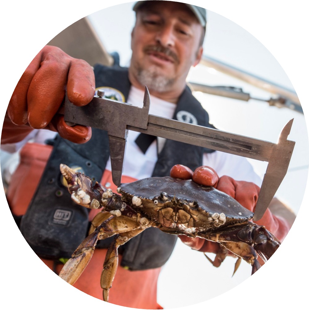 A person from the Washington Department of Fish and Wildlife measures the size and shell conditions of a Dungeness crab during a fall test fishery.