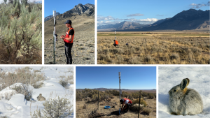 Photo collage of pygmy rabbit research show researchers installing equipment in sagebrush ecosystems and pygmy rabbits in the snow.