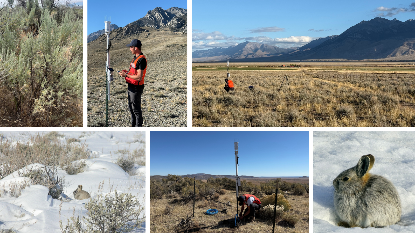 Collaboration and Cooperation are at the Center of Pygmy Rabbit ...