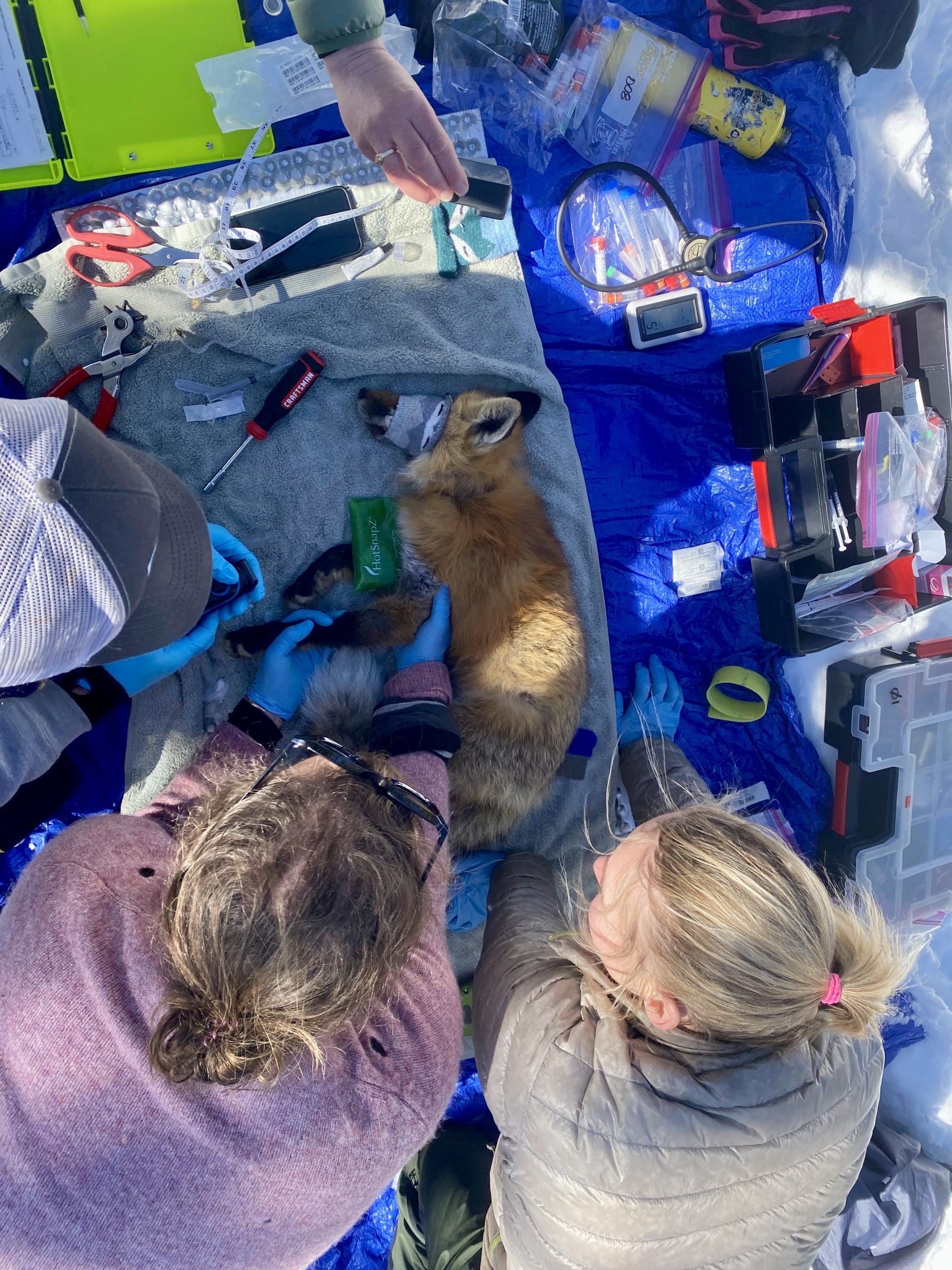A research team handles a captured Cascade red fox and prepares to equip it with a GPS tracking collar