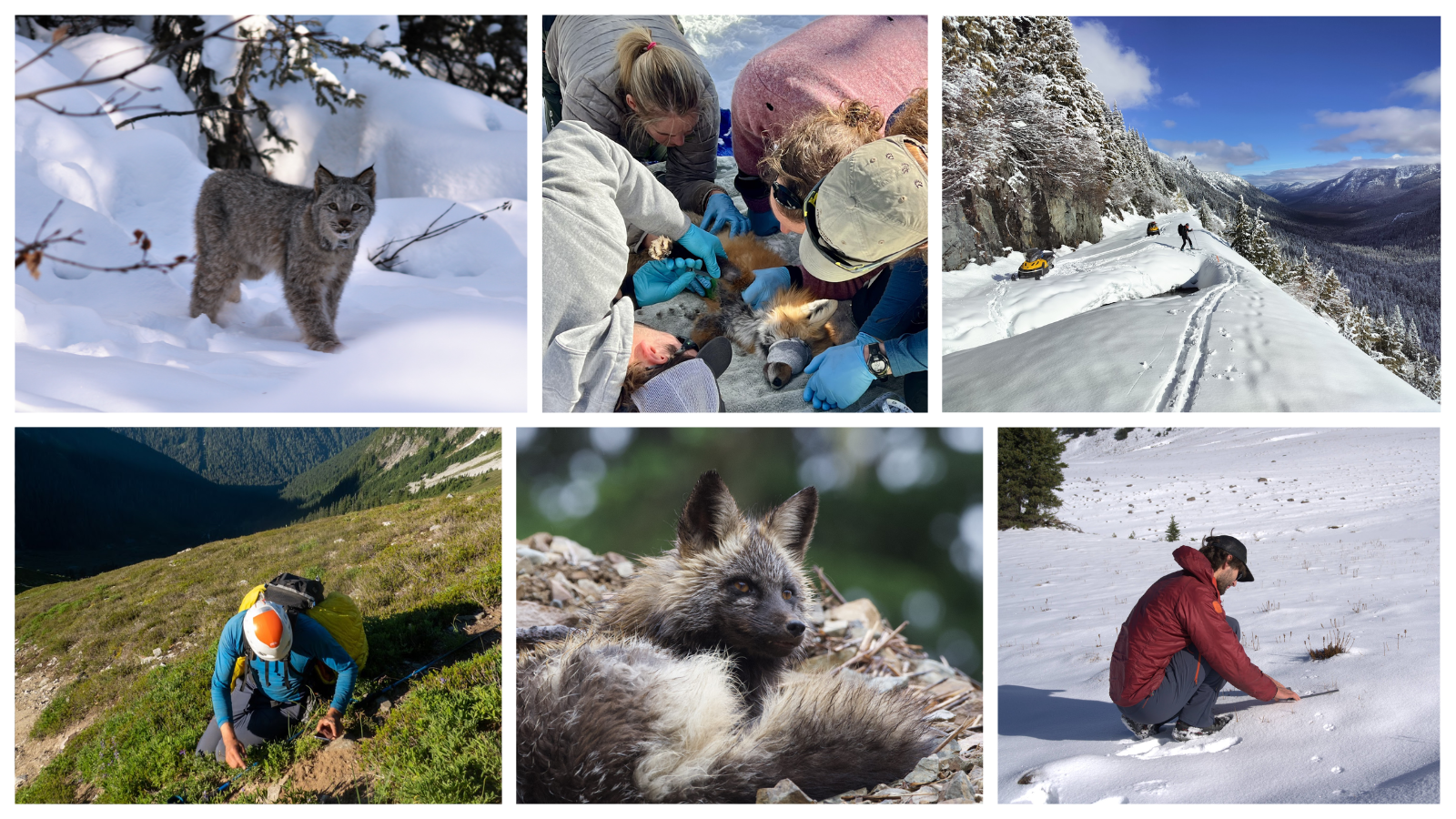 Collage of photos from two research projects focused on the Canada lynx and the Cascades red fox 