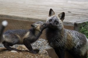 A pair of Cascade red foxes in their den at a ski area, one of the few places where human development enters Cascade red fox habitat.