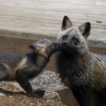 A pair of Cascade red foxes in their den at a ski area, one of the few places where human development enters Cascade red fox habitat.