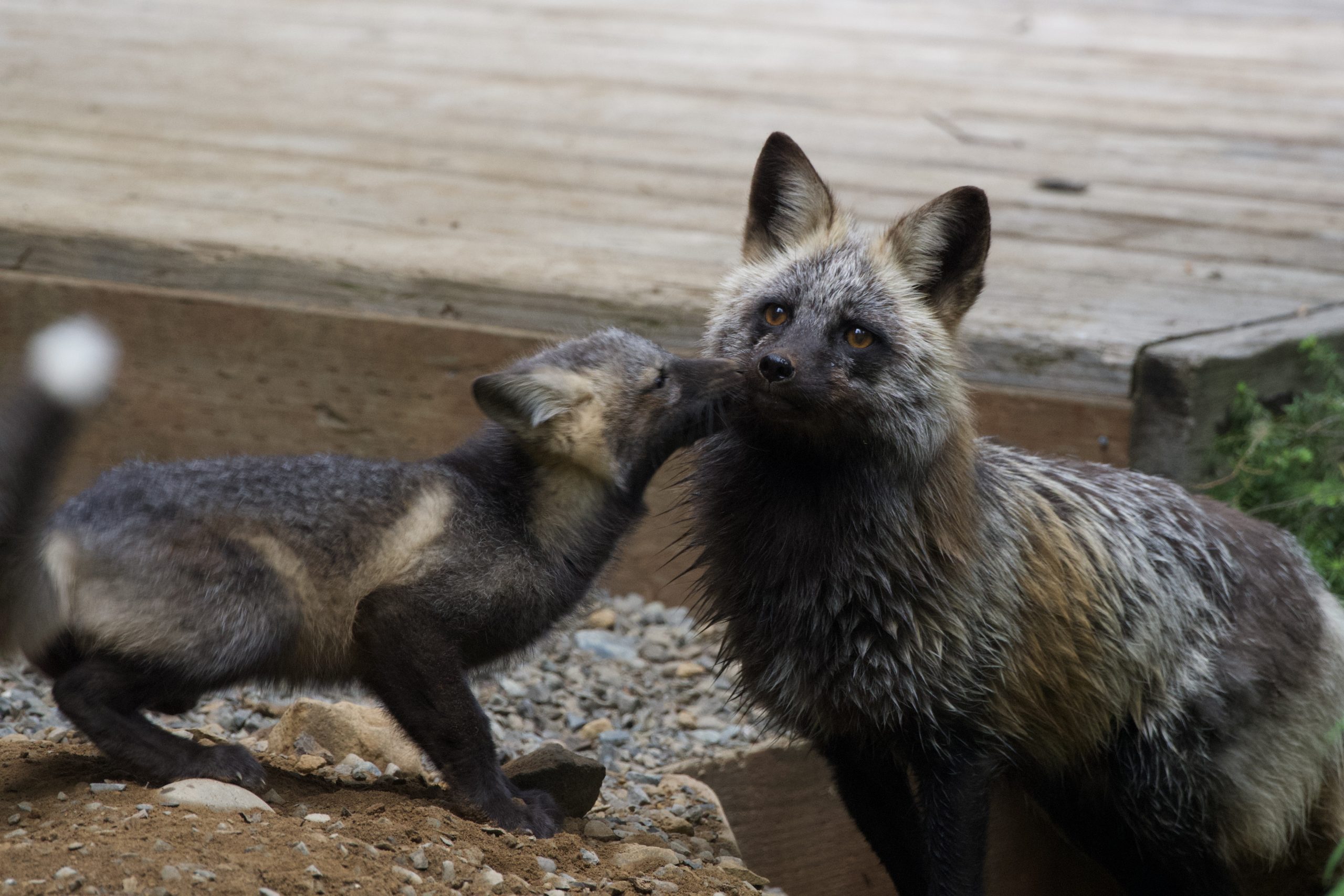 A pair of Cascade red foxes in their den at a ski area, one of the few places where human development enters Cascade red fox habitat.