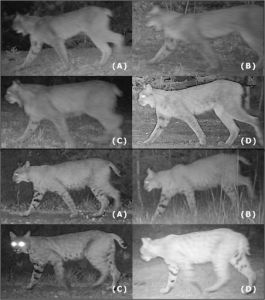Grid of black and white trail camera photos used to identify markings and distinguish between Canada lynx and bobcats