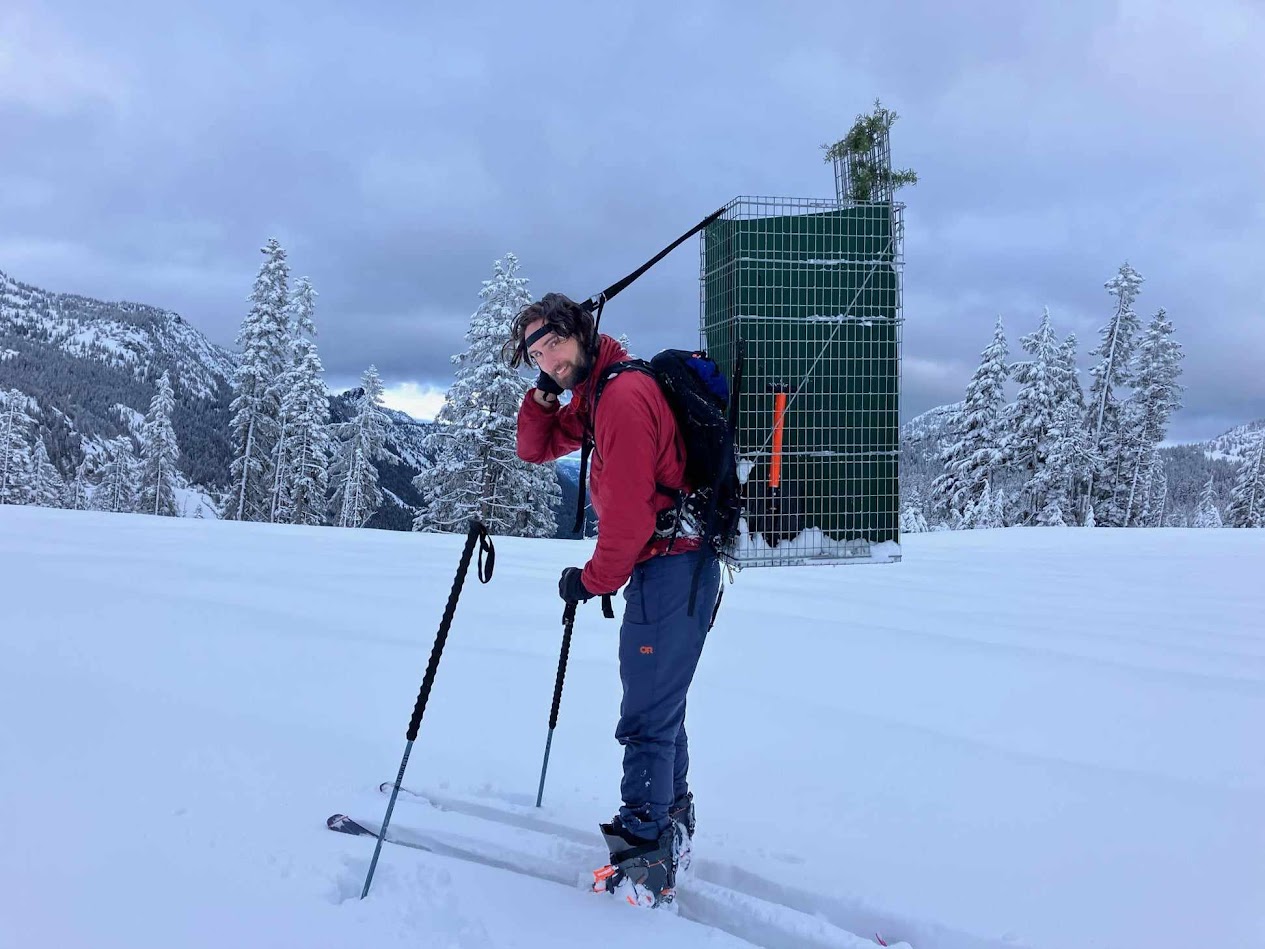 Wildlife Ecologist carries a trap on his back, while trekking through backcountry on skis, to set up as part of a GPS tracking project for the Cascade red fox. 