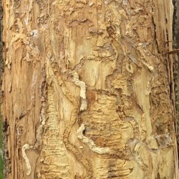 Tree trunk without bark showing S-shaped tunnels carved into the inner bark by emerald ash borer grubs.