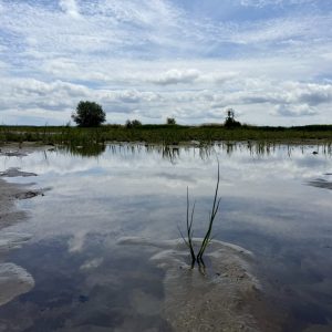 A recently restored tidal marsh site in the Stillaguamish River estuary