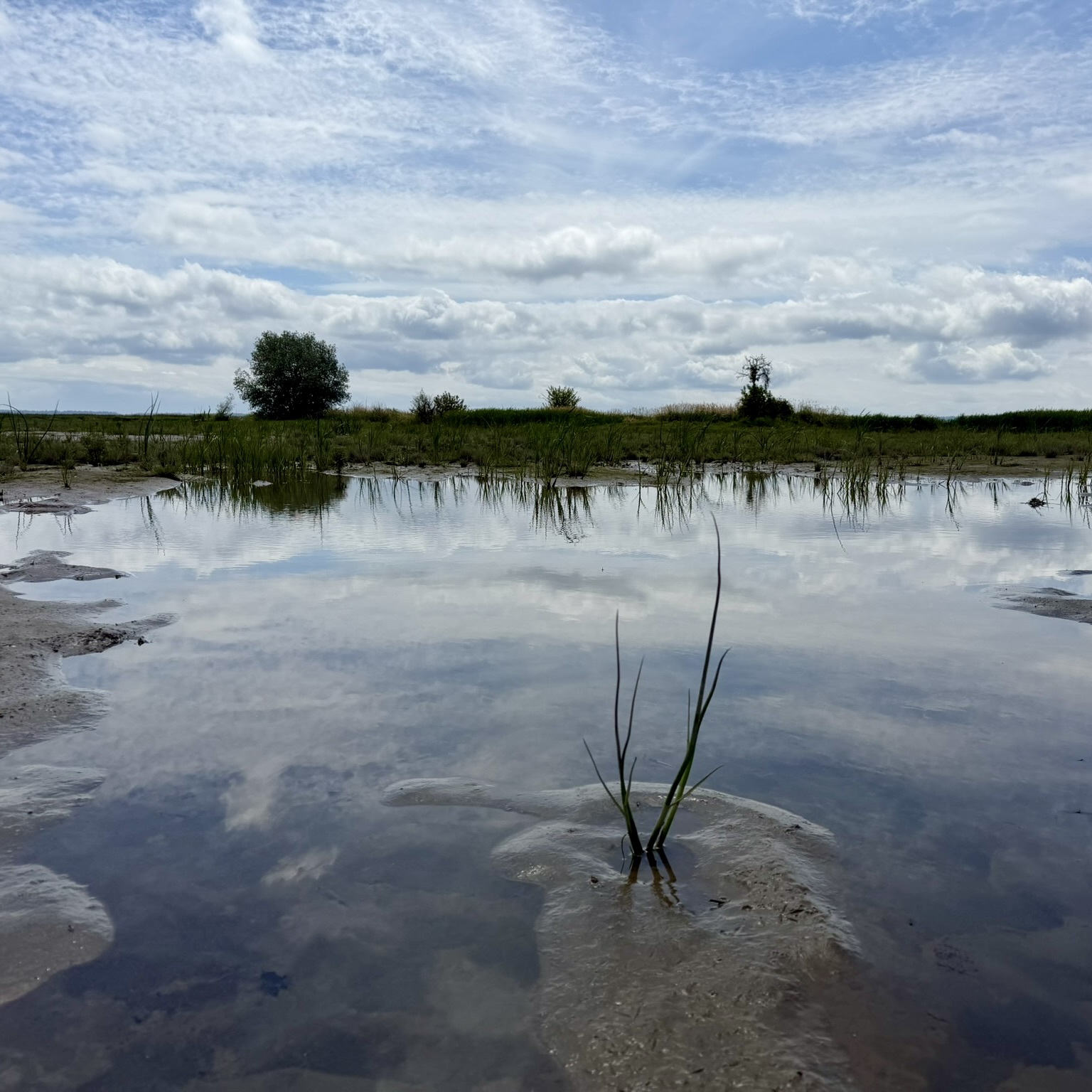 A recently restored tidal marsh site in the Stillaguamish River estuary