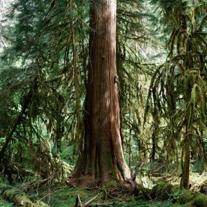 Large western red cedar trunk rises into the forest