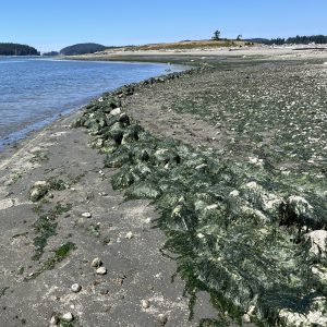Shoreline where a clam garden has been built with a rock wall at the low tide line to modify the beach slope into productive and level terraces that support an increased growth rate of clams