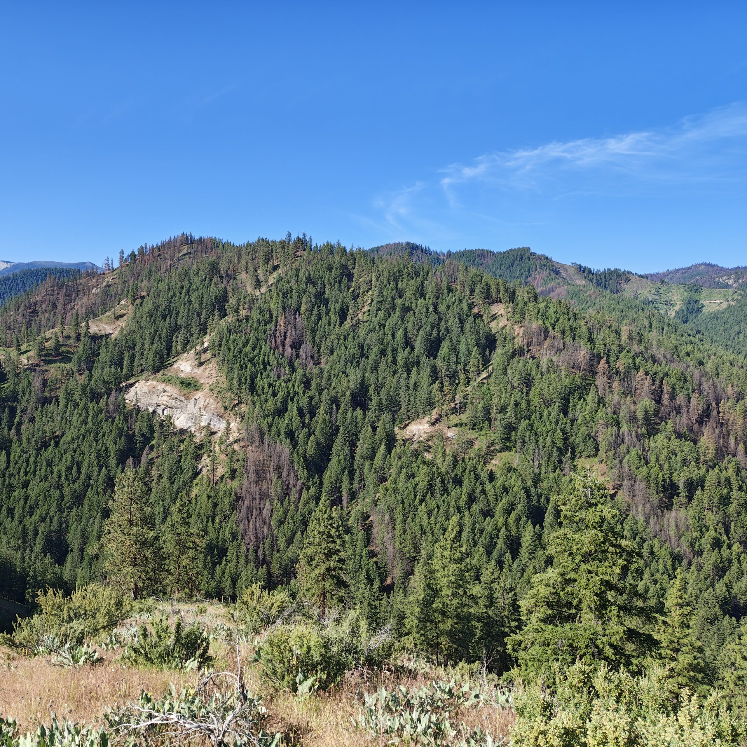 A forested mountain slope with patches of dead trees