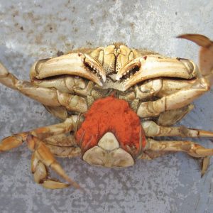 Pale yellow underside of a female Dungeness crab showing a bright orange, spongy egg case